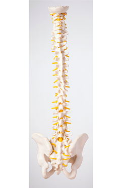 Modell der Wirbelsäule, Ansicht rückseitig (dorsal), die Nervenaustritte sind gelb markiert